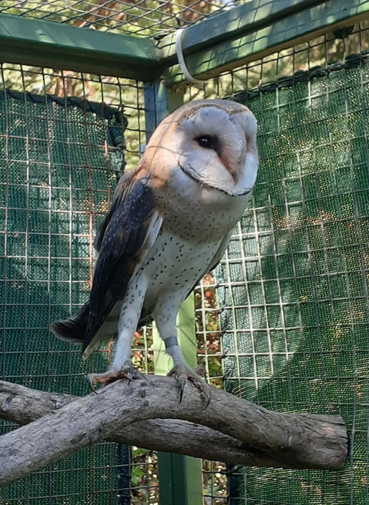 Owl