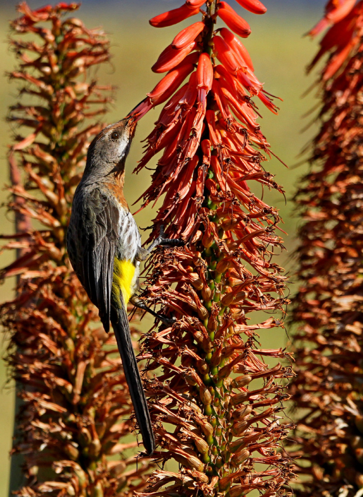 bird